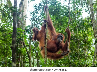 Orangutan family in the wild forests of Sumatra