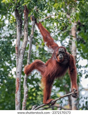 Orangutan - Female - Tanjung Puting National Park - Borneo