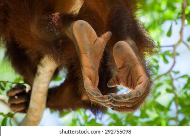  Orangutan Foot  Images Stock Photos Vectors Shutterstock