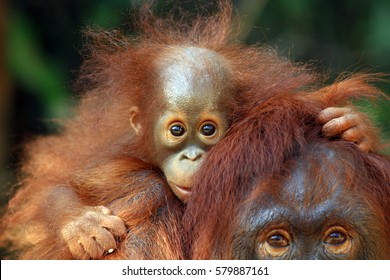 orangutan indonesia