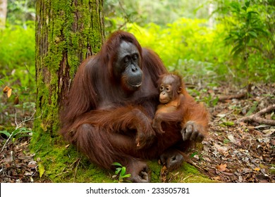 Orangutan in the jungle of Borneo Indonesia.