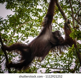 Orangutan Kutai National Park