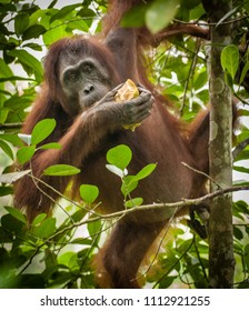 Orangutan Kutai National Park