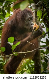 Orangutan Kutai National Park