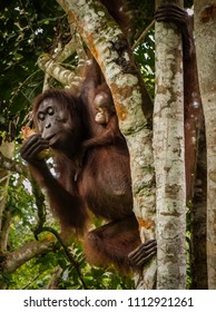 Orangutan Kutai National Park