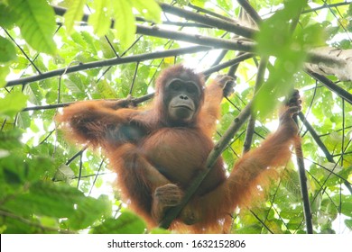 An Orangutan Is Looking For Food In Kutai National Park