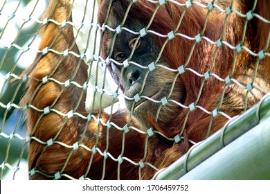 Orang-Utan Looking Sad Behind A Fence In A Zoo. Imprisonend Orang Utan. Sad Orang Utan. Imprisoned Ape