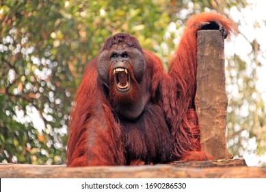 Orangutan male with expressive emotion of aggression - Shutterstock ID 1690286530
