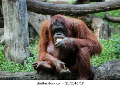 Orangutan or mawas (Pongo) is a type of great ape with long arms and reddish or brown hair, which lives in the tropical forests of Indonesia, especially on the islands of Borneo and Sumatra