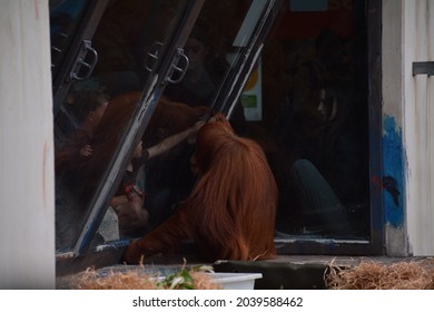 Orangutan At The Melbourne Zoo