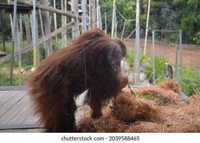 Orangutan At The Melbourne Zoo