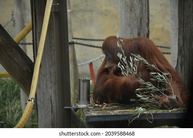 Orangutan At The Melbourne Zoo