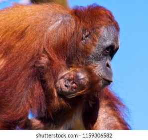Orangutan (Mother and baby)