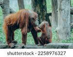Orangutan mother and her baby in the zoo. Orangutan or mawas (Pongo) is a type of great ape with long arms and reddish or brown hair, which lives in the tropical forests of Indonesia.
