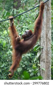 Orangutan on a background of green trees. The Orangutan park, Malaysia, Borneo, state Sarawak. The Hominids, Great Apes, Primates, Mammals, genus: Orangutans (Pongo pygmaeus), subfamily Pongidae. 