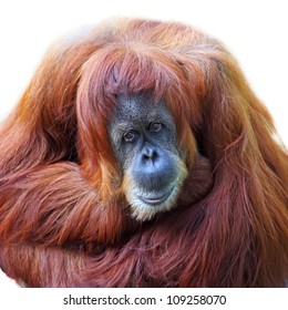 Orangutan On White Background