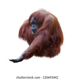 Orangutan On White Background