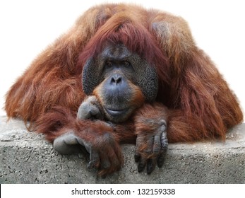 Orangutan On White Background