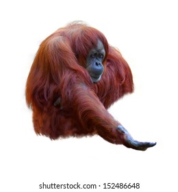 Orangutan On White Background 