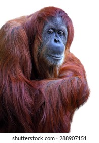 Orangutan On White Background