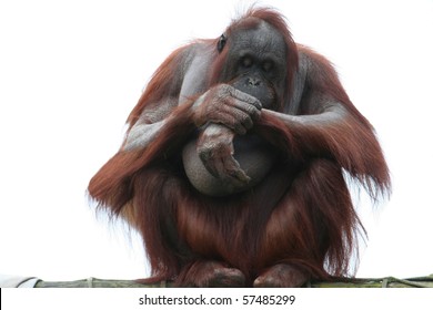 Orangutan On White Background