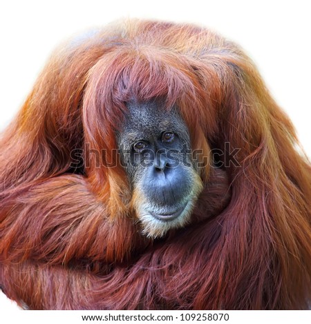 Orangutan on white background