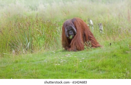 Orangutan photographed in Sabah, Borneo, Malaysia