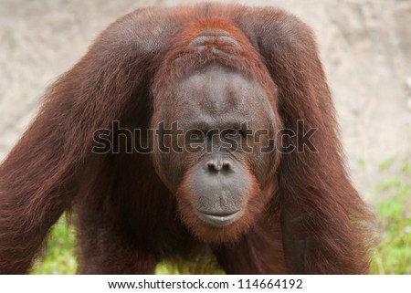 Orangutan (Pongo pygmaeus), Orangutans are currently found only in the rainforests of Borneo and Sumatra.