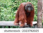 Orangutan (Pongo pygmaeus wurmbii) at Tanjung Puting National Park, Indonesia. Orangutans are the largest arboreal animal on the planet. Orangutans are more solitary than other apes.