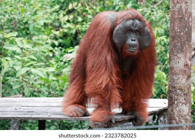 Orangutan (Pongo pygmaeus wurmbii) at Tanjung Puting National Park, Indonesia. Orangutans are the largest arboreal animal on the planet. Orangutans are more solitary than other apes.