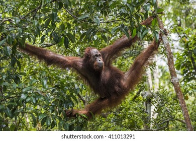 Orangutan (Pongo pygmaeus wurmmbii) on the tree branches in the wild nature. Rainforest of Island Borneo. Indonesia. 