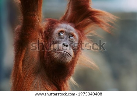 Orangutan. portrait of young monkeys.