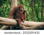 An orangutan relaxes on a tree branch at Kota Kinabalu Zoo, showcasing its natural behavior in a serene environment