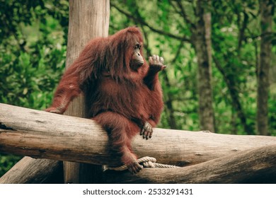 An orangutan relaxes on a tree branch at Kota Kinabalu Zoo, showcasing its natural behavior in a serene environment