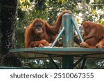 Orangutan Relaxing in Zoo Negara Malaysia