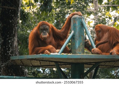 Orangutan Relaxing in Zoo Negara Malaysia - Powered by Shutterstock