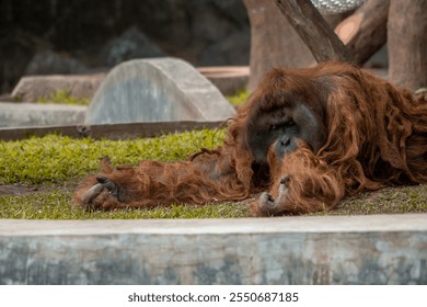 An orangutan relaxing in a zoo, showcasing its unique dreadlocked hair. The primate appears calm and comfortable, blending with the natural environment of its habitat - Powered by Shutterstock