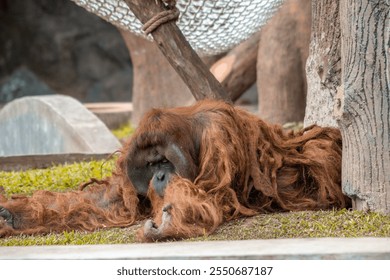 An orangutan relaxing in a zoo, showcasing its unique dreadlocked hair. The primate appears calm and comfortable, blending with the natural environment of its habitat - Powered by Shutterstock