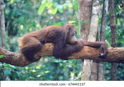 Orangutan resting on branch in forest - Powered by Shutterstock