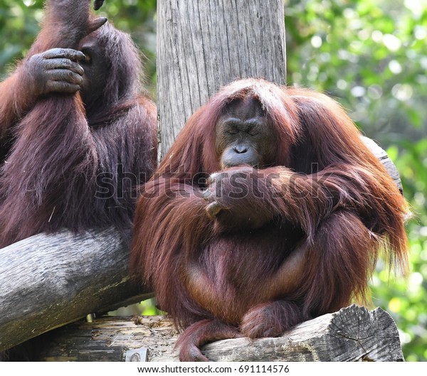 Orangutan Sabah Malaysia Borneo Stock Photo Edit Now 691114576