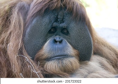 Orangutan At San Diego Zoo