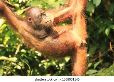 Orangutan at Sepilok Orangutan Rehabilitation Centre, Sepilok 