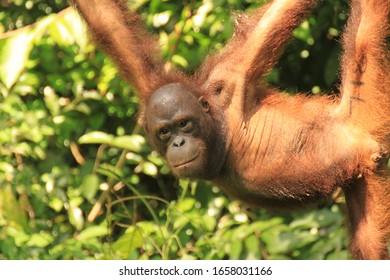 Orangutan at Sepilok Orangutan Rehabilitation Centre, Sepilok 