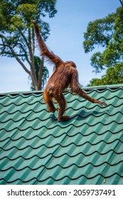 Orangutan in Sepilok Rehabilitation Centre, Borneo (Sabah), Malaysia