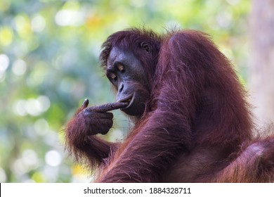 Orangutan at Sepilok Orangutan Rehabilitation Centre, Malaysia