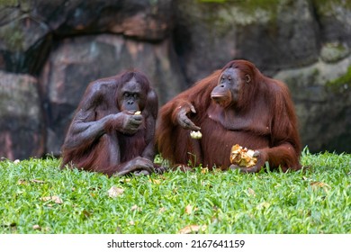 Orangutan share food with others. Orangutans are great apes native to the rainforests of Indonesia and Malaysia. They are now found only in parts of Borneo and Sumatra.