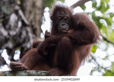 Orangutan sits contemplatively in the trees of the borneo rainforest, showcasing the beauty and fragility of this endangered species - Powered by Shutterstock