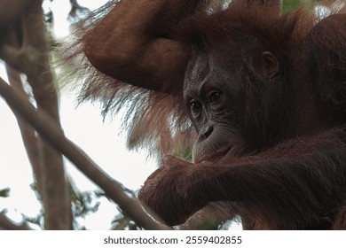 Orangutan sits contemplatively in the trees of the borneo rainforest, showcasing the beauty and fragility of this endangered species - Powered by Shutterstock