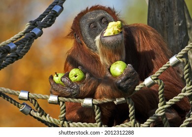 The orangutan sits on a tree and eats apples.