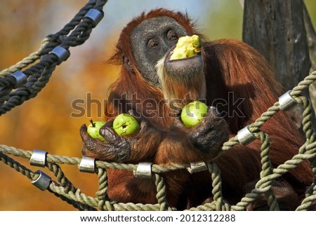 The orangutan sits on a tree and eats apples.